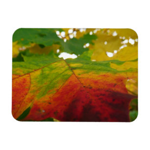 Magnet Flexible Couleurs de la feuille d'érable Automne Photograph