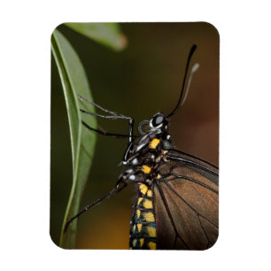 Magnet Flexible Couleurs d'une aile de zèbre
