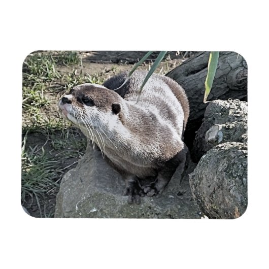 MAGNET FLEXIBLE COUPER OTTER (Horizontal)