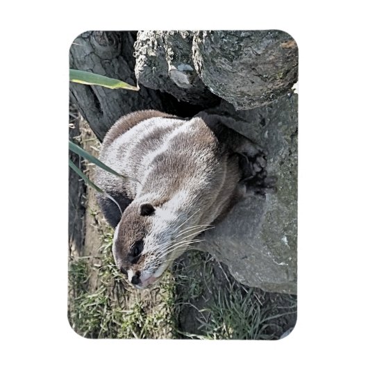 MAGNET FLEXIBLE COUPER OTTER  (Vertical)