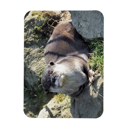 MAGNET FLEXIBLE COUPER OTTER (Vertical)