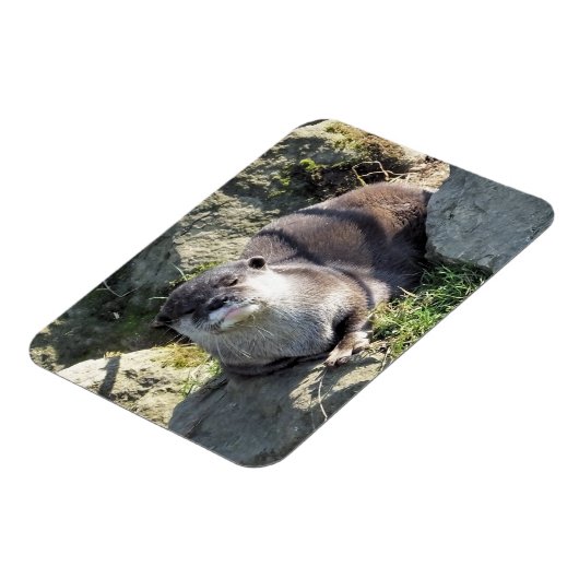 MAGNET FLEXIBLE COUPER OTTER (Côté Gauche)