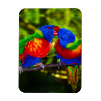 Couple Coloré de Perroquets qui s'Embrassent