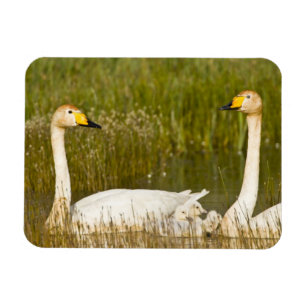Magnet Flexible Couple de cygnes chanteurs avec cygneaux en Island