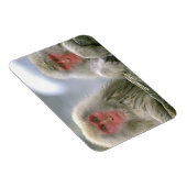 Magnet Flexible Couple de singe des neiges, Macaque japonais (Côté Droit)