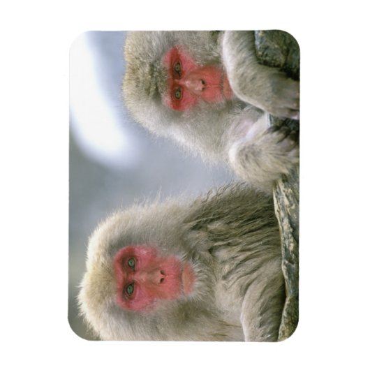 Magnet Flexible Couple de singe des neiges, Macaque japonais (Vertical)