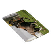 Magnet Flexible Courant de poulain (Côté Droit)