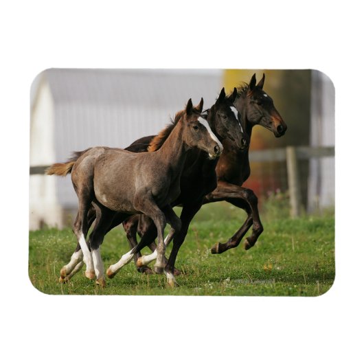 Magnet Flexible Courant de poulain (Horizontal)