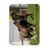 Magnet Flexible Courant de poulain (Vertical)