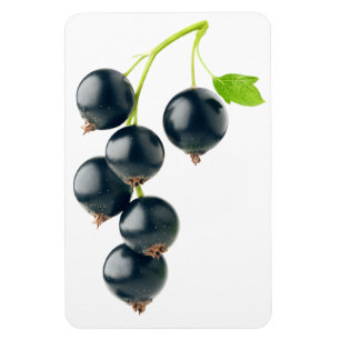 Magnet Flexible Cours noirs