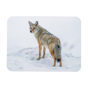 Magnet Flexible Coyote aux aguets dans la neige
