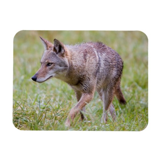 Magnet Flexible Coyote dans le champ, Cades Cove (Horizontal)