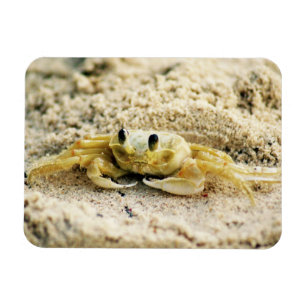 Magnet Flexible Crabe de sable, Curaçao, îles des Caraïbes, photo