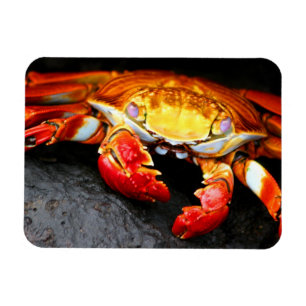Magnet Flexible Crabe des Galapagos