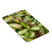 Magnet Flexible Crassula ovata (Côté Droit)