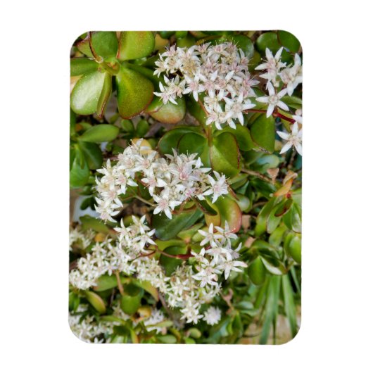 Magnet Flexible Crassula ovata (Vertical)