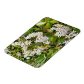 Magnet Flexible Crassula ovata (Côté Gauche)