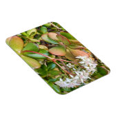 Magnet Flexible Crassula ovata (Côté Droit)