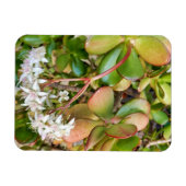 Magnet Flexible Crassula ovata (Horizontal)