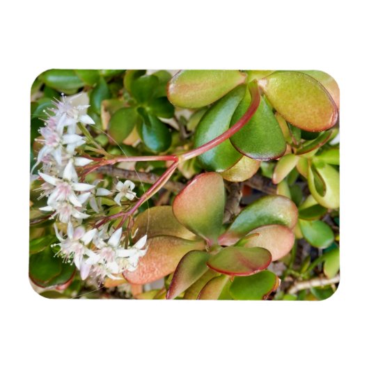 Magnet Flexible Crassula ovata (Horizontal)