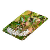 Magnet Flexible Crassula ovata (Côté Gauche)