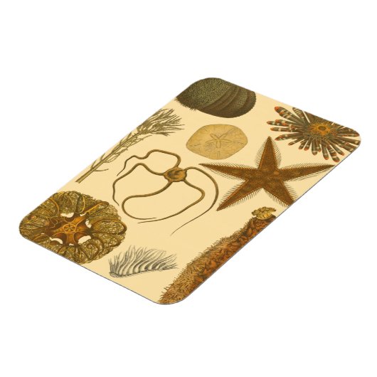 Magnet Flexible Créatures sous-marines (Côté Gauche)