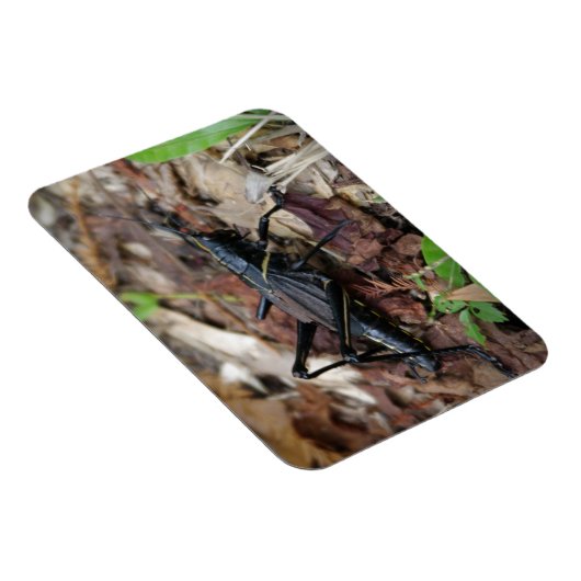 Magnet Flexible Cricket noir et jaune (Côté Droit)