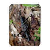 Magnet Flexible Cricket noir et jaune (Vertical)