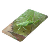 Magnet Flexible Cricket vert sur un aimant Premium feuille (Côté Gauche)