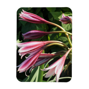 Magnet Flexible Crinum rouge Lily