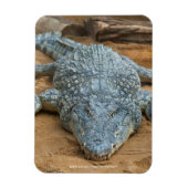 Magnet Flexible Crocodile (Vertical)