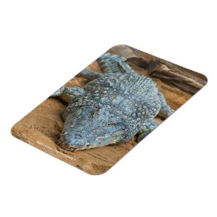 Magnet Flexible Crocodile