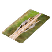 Magnet Flexible Crocodile (Côté Gauche)