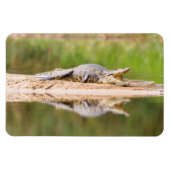 Magnet Flexible Crocodile (Horizontal)