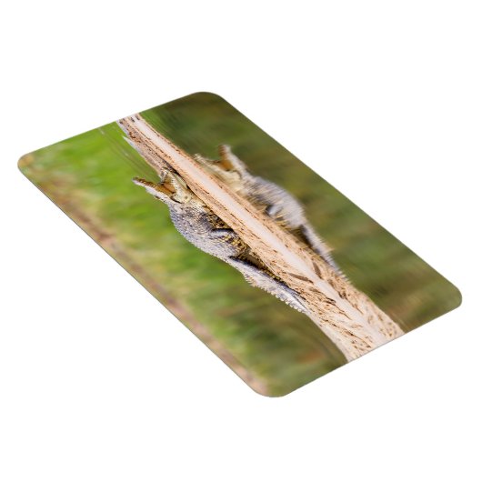 Magnet Flexible Crocodile (Côté Droit)