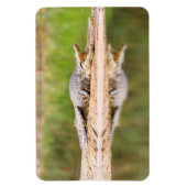 Magnet Flexible Crocodile (Vertical)