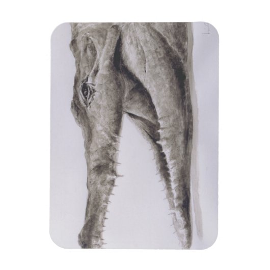 Magnet Flexible Crocodile 2005 (Vertical)
