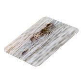 Magnet Flexible Crocodile du Nil (Côté Gauche)