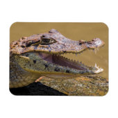 Magnet Flexible Crocodile souriant (Horizontal)