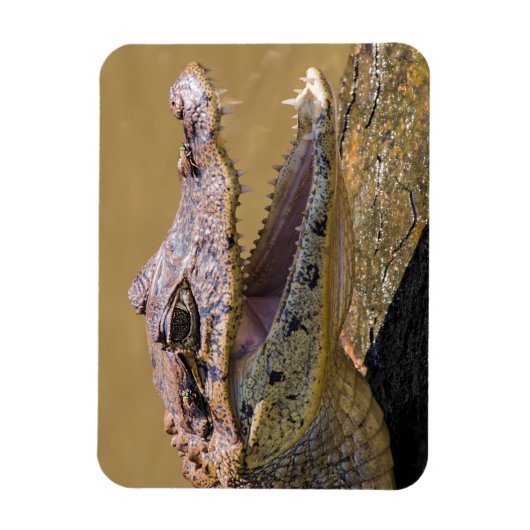 Magnet Flexible Crocodile souriant (Vertical)