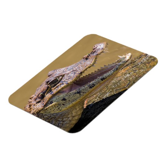 Magnet Flexible Crocodile souriant (Côté Gauche)
