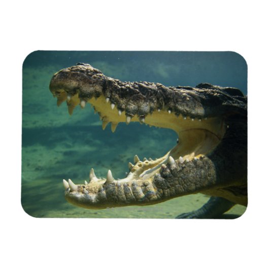 Magnet Flexible Crocodiles bouche ouverte (Horizontal)