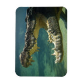 Magnet Flexible Crocodiles bouche ouverte (Vertical)
