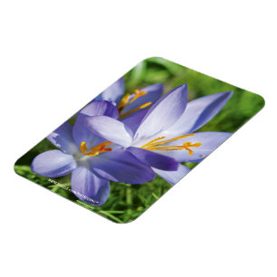 Magnet Flexible Crocus