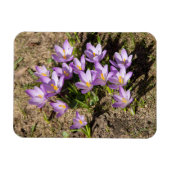 Magnet Flexible Crocus de printemps mignons (Horizontal)
