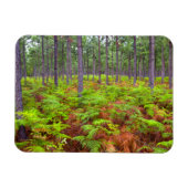 Magnet Flexible Croissance du support commun (Pteridium Aquilinum) (Horizontal)