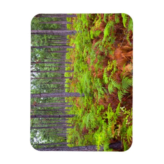 Magnet Flexible Croissance du support commun (Pteridium Aquilinum) (Vertical)