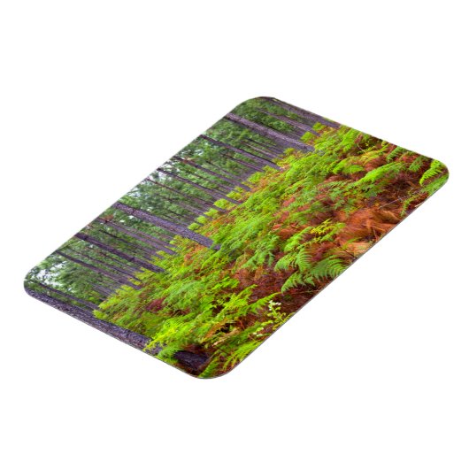 Magnet Flexible Croissance du support commun (Pteridium Aquilinum) (Côté Gauche)