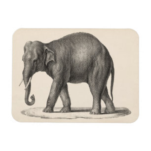 Magnet Flexible Croquis Brodtmann Elephant