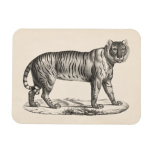 Magnet Flexible Croquis de Brodtmann Tiger